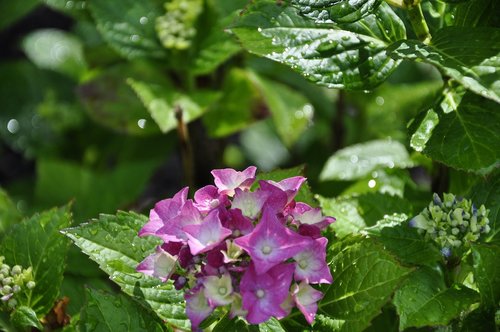 flower  leaves  nature