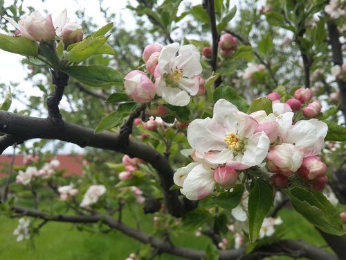 flower  apple blossom  spring