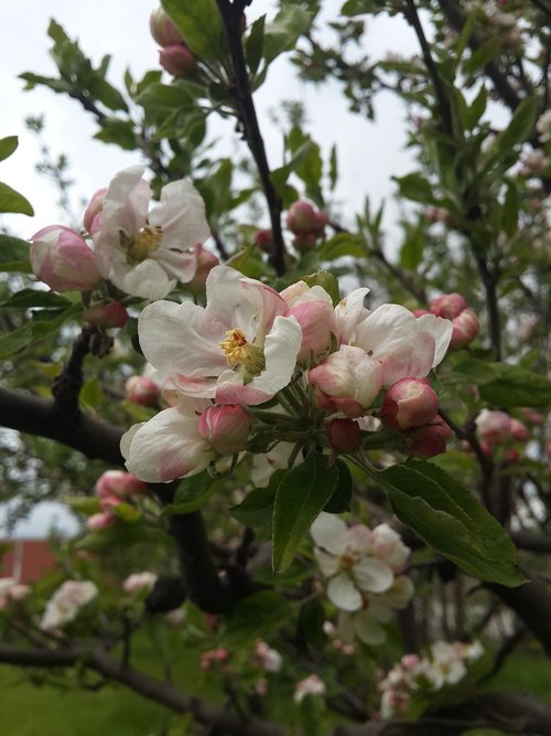 flower  apple blossom  spring