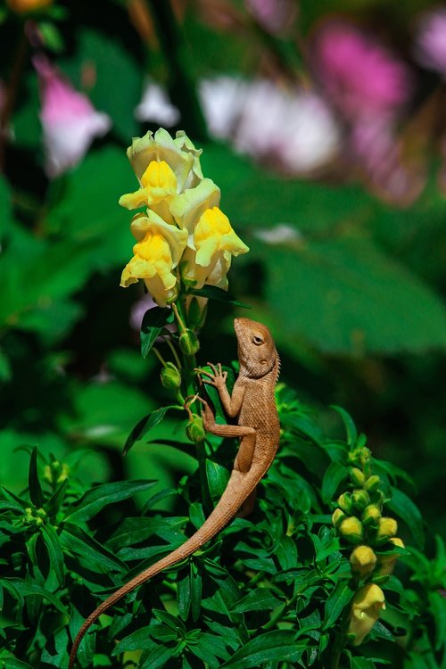 flower  chameleon  nature