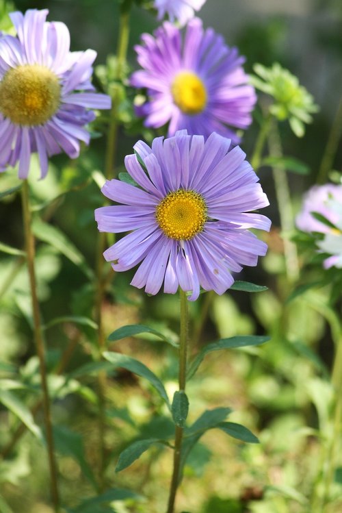 flower  garden  nature