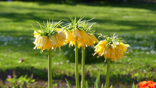 flower  spring  nature