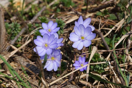 flower  blue  flowers