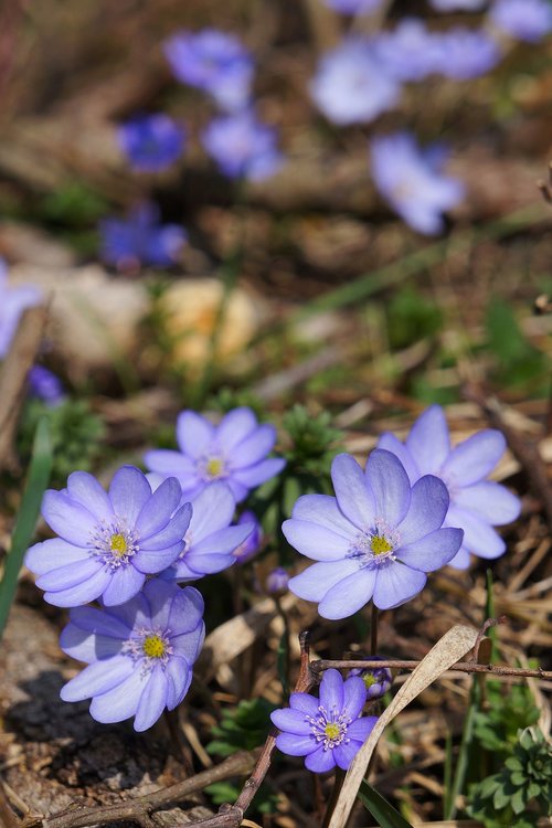 flower  blue  purple