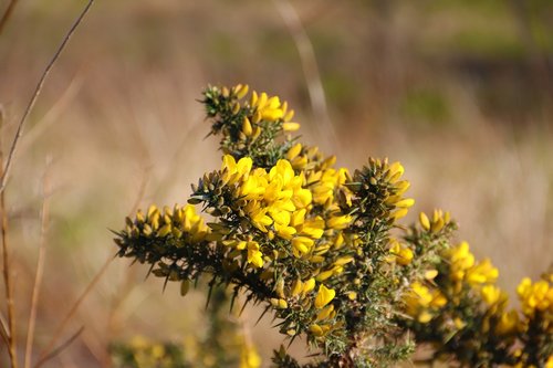 flower  bush  spring