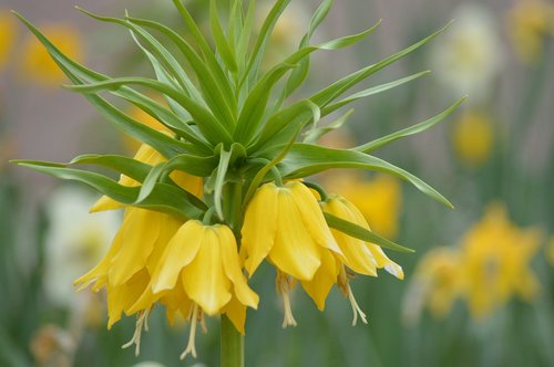 flower  parterre  yellow