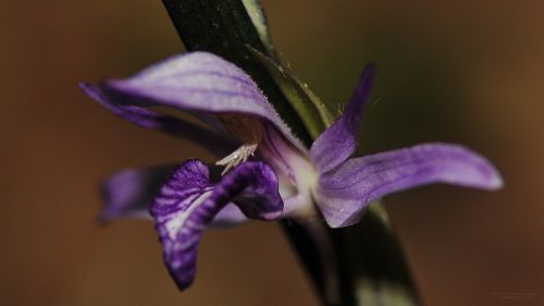 flower beautiful lilac