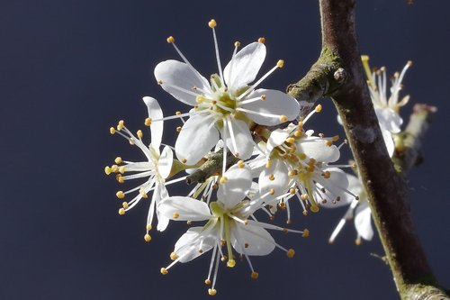 flower  shrub  blackthorn