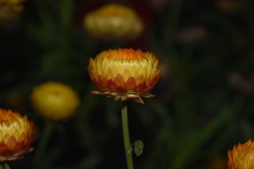 flower  plant  nature