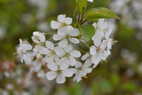 flower  white flowers  small flowers