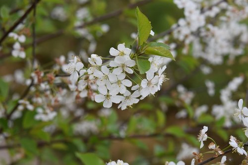 flower  white flowers  shrub flower