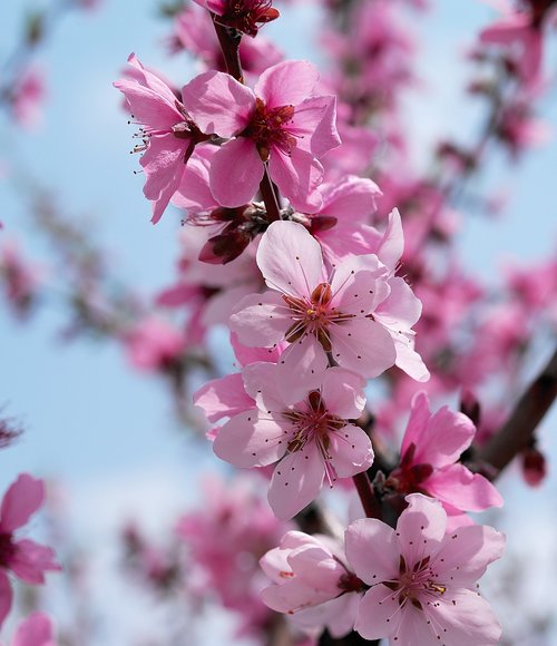 flower  spring  nature