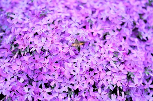 flower  spring  nature