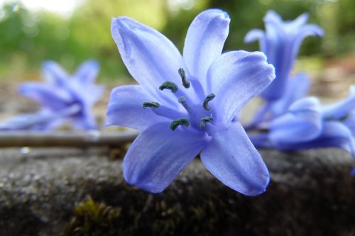 flower  blue  violet