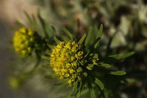 flower  flora  spring