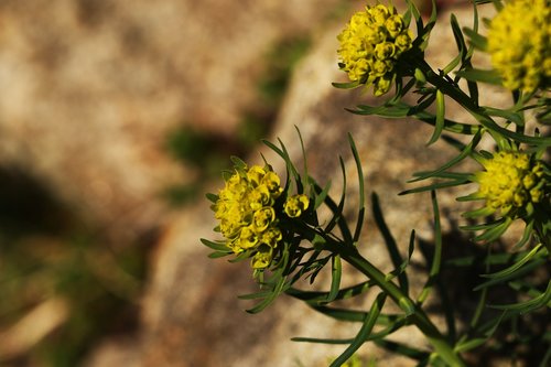 flower  flora  yellow