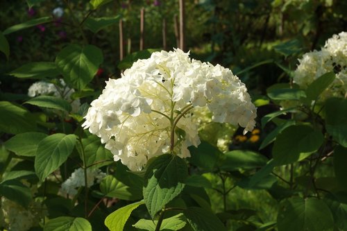 flower  nature  white