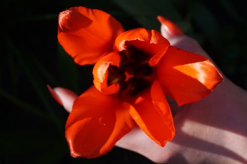 flower  tulip  orange