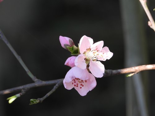 flower  tree  pink