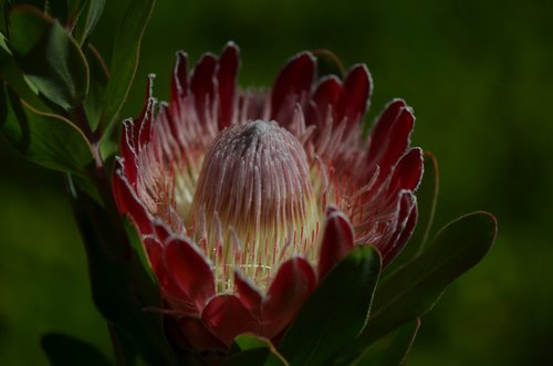 flower  waratah  flora