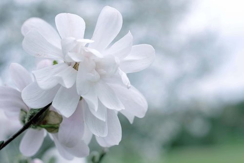 flower  spring  white