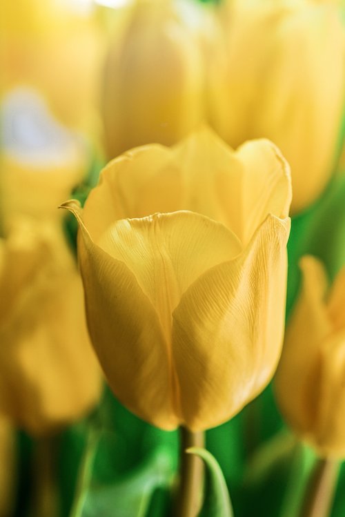 flower  tulip  yellow