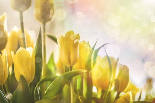 flower  tulip  yellow