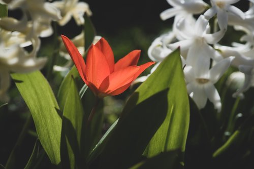flower  tulip  red