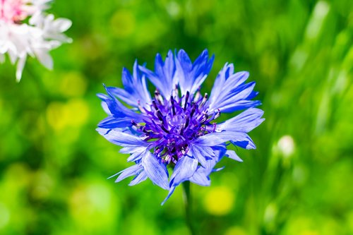 flower  nature  macro