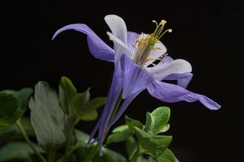 flower  columbine  purple