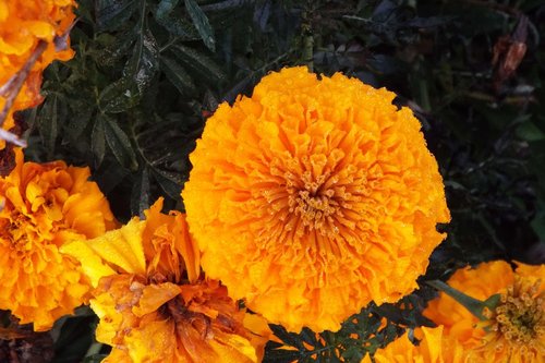 flower  marigold  garden