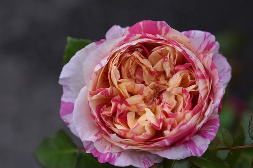 flower  pink  rose in bloom