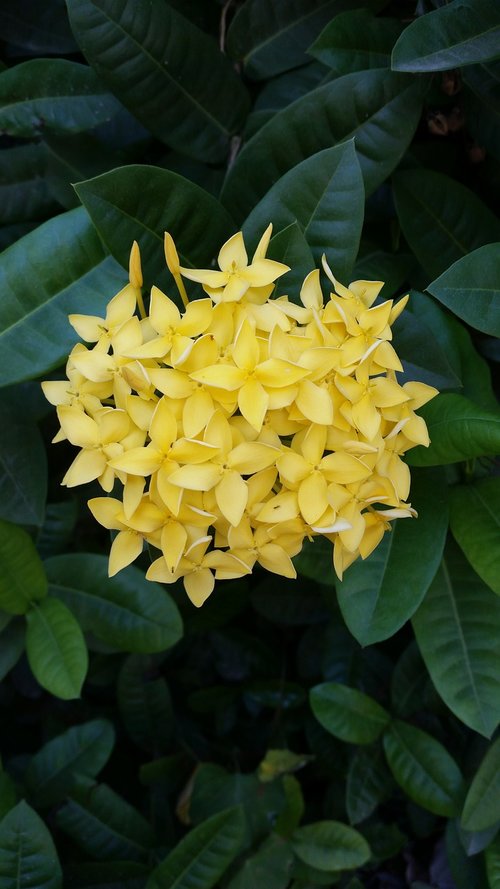 flower  yellow flowers  flowers