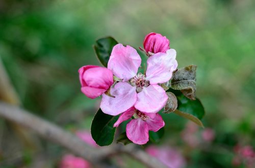 flower  apple  spring