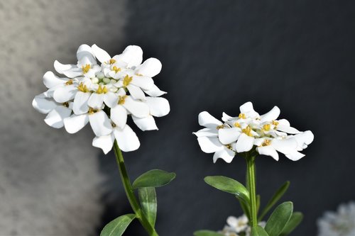 flower  white  bloom