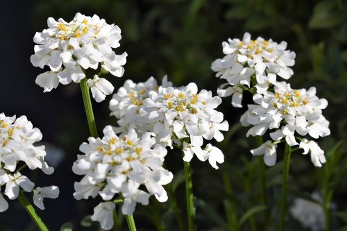 flower  white  bloom