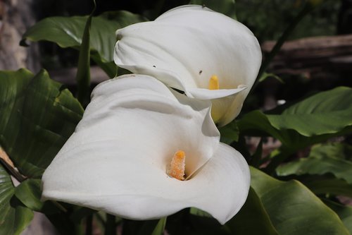 flower  plant  nature