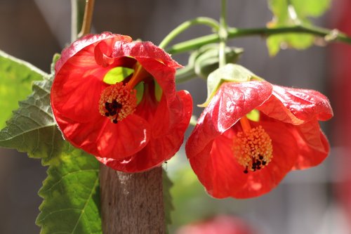 flower  plant  nature