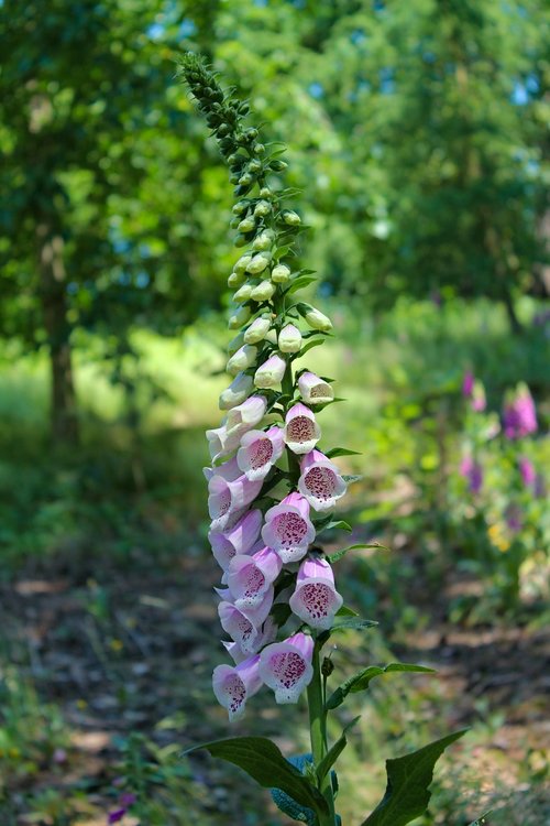 flower  foxglove  plant