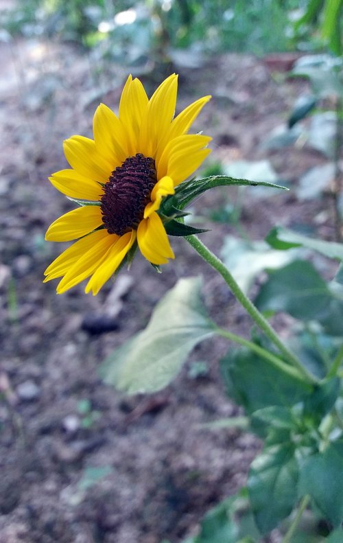 flower  yellow  nature