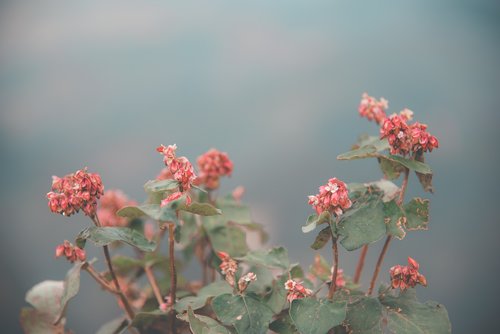 flower  red  pink