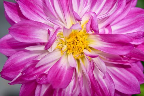 flower  plant  dahlia