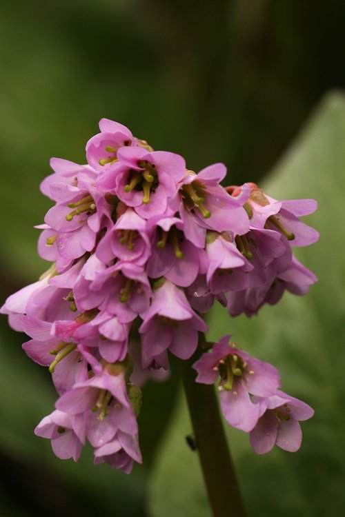 flower  nature  blossom