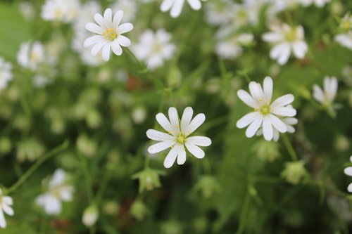 flower  white flower  spring