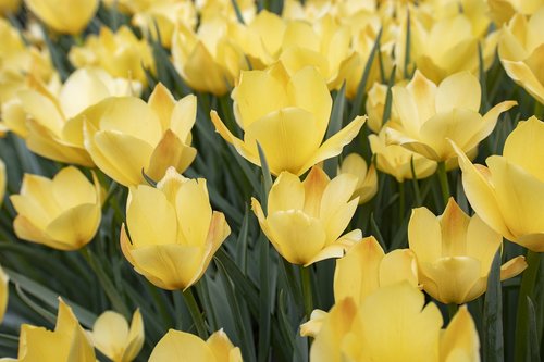 flower  yellow  nature