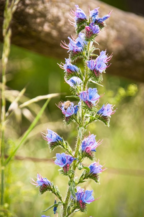 flower  meadow  summer