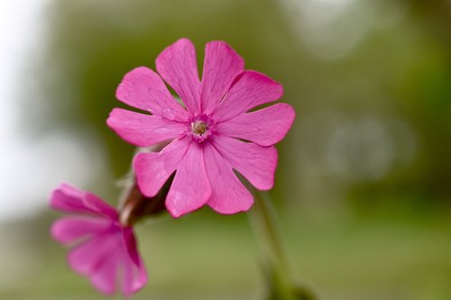 flower  pink  spring