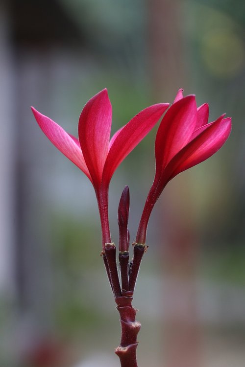 flower  red  bloom