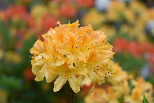 flower  flower orange-yellow  spring flower