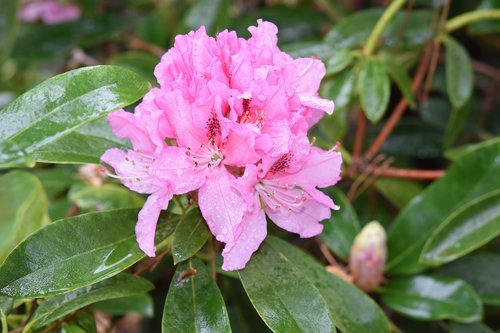 flower  pink flower  rhododendron